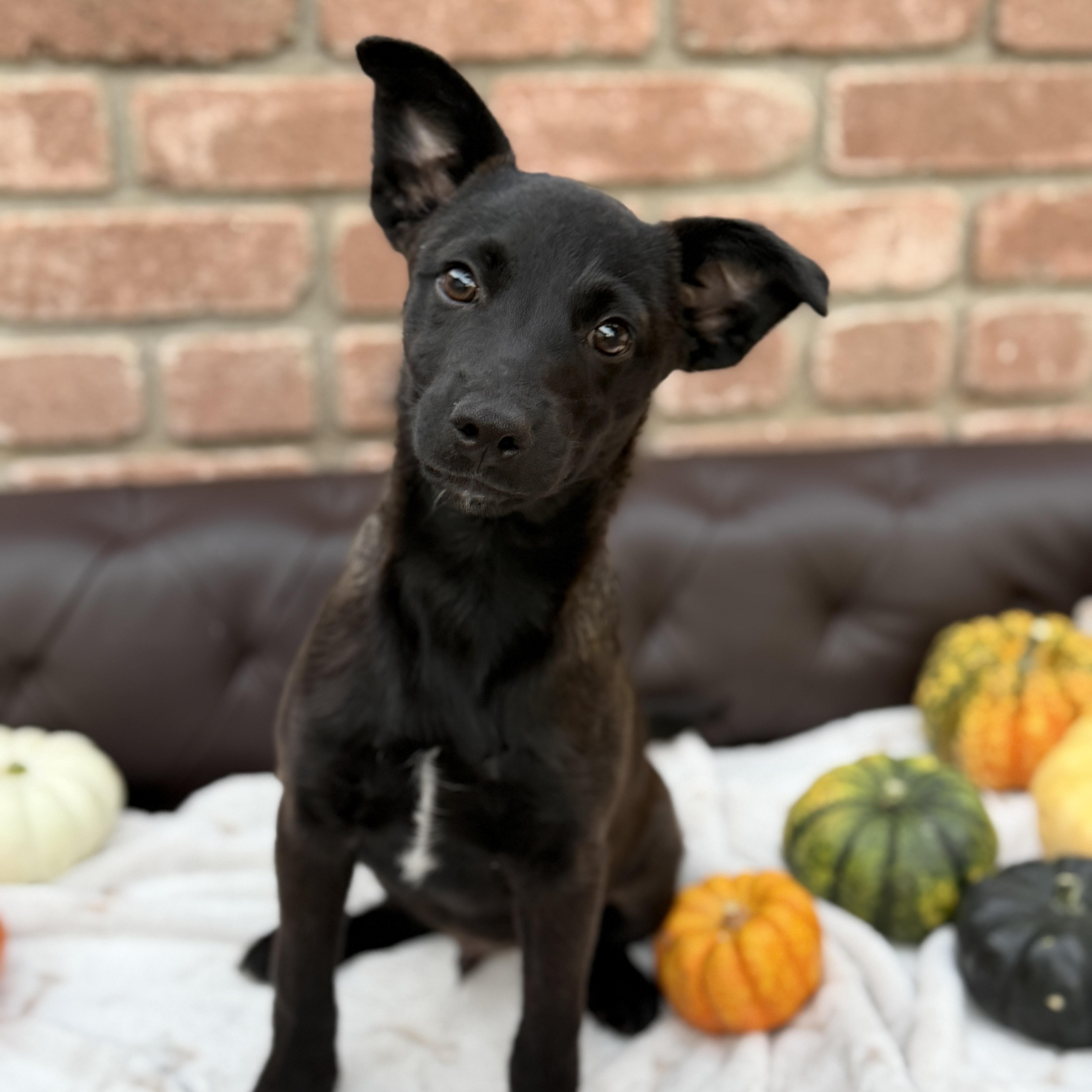 Enlarge Harold, a Adoptable mixed breed in San Diego, CA image 1/1