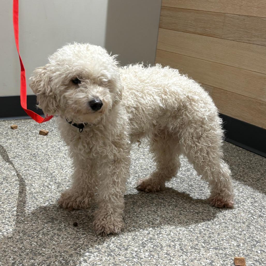 Snowball, Adoptable, Adult Male Poodle & Mixed Breed.