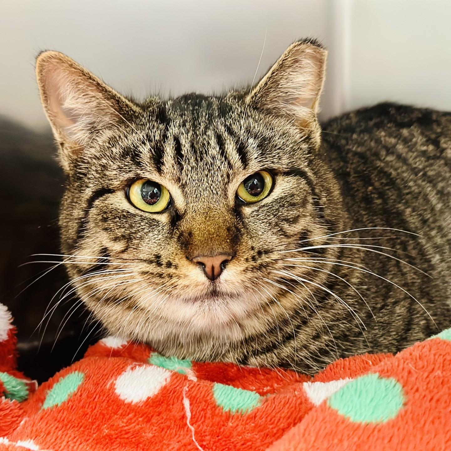 Moxie , a ADOPTABLE Domestic Short Hair in Jackson, NJ image 2/2