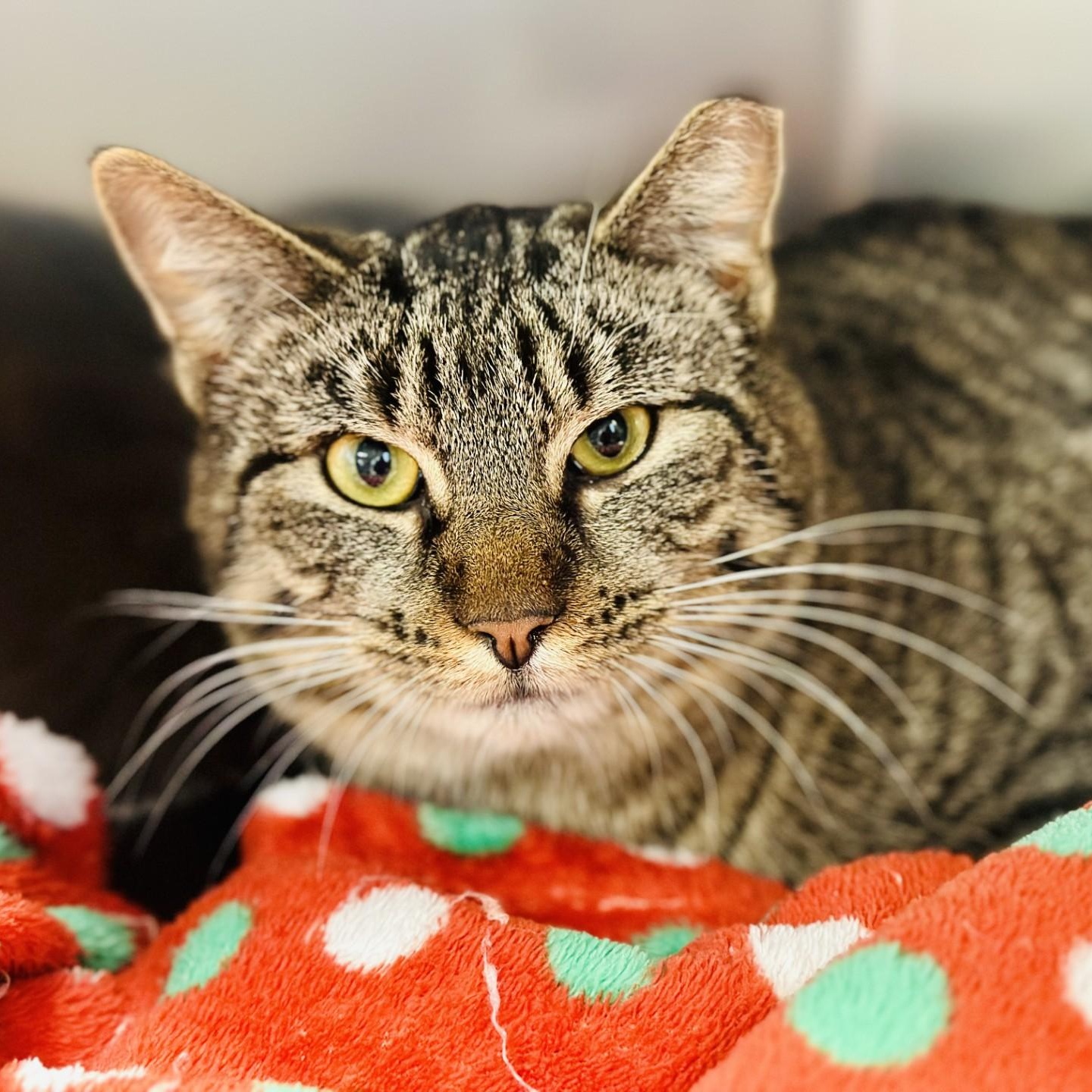 Moxie , ADOPTABLE, Adult Female Domestic Short Hair.