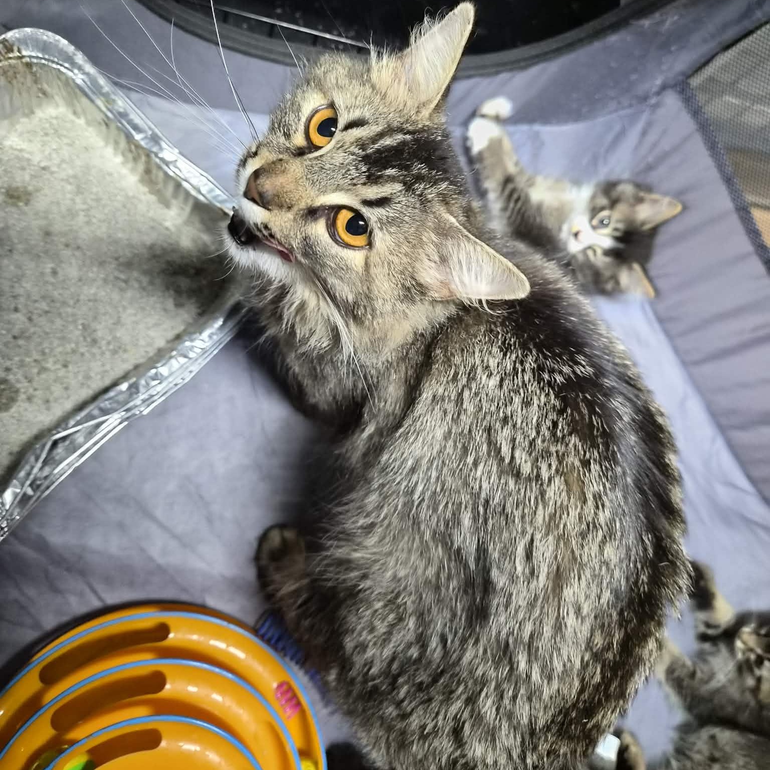 Enlarge Amber, an adopted Domestic Long Hair in Bellmawr, NJ image 3/5