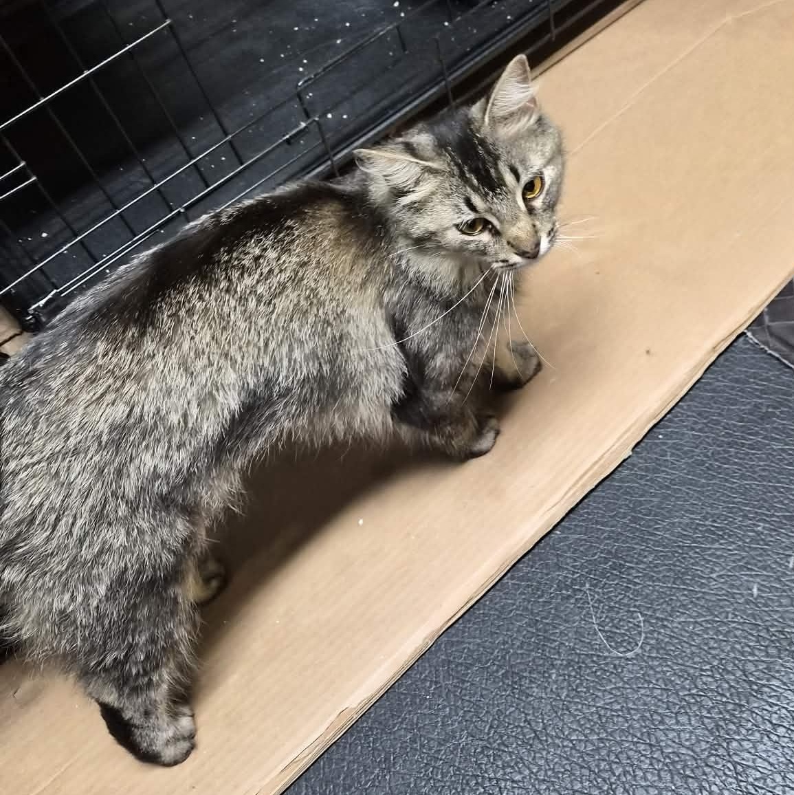 Amber, adopted, Young Female Domestic Long Hair.