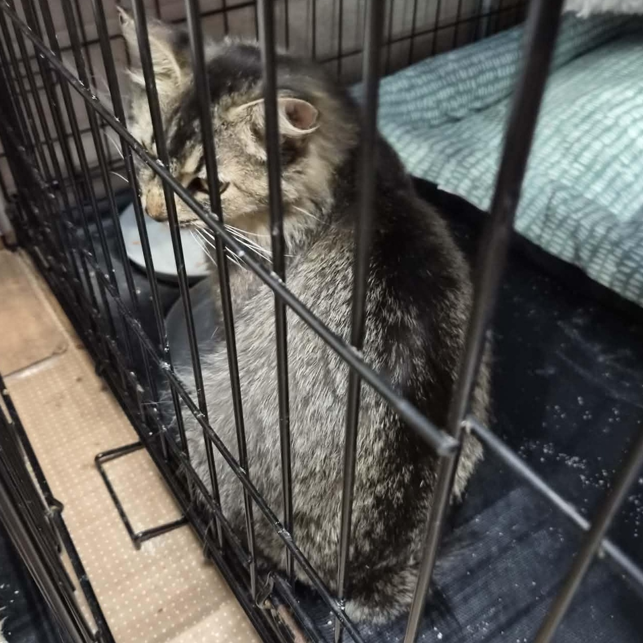 Enlarge Amber, an adopted Domestic Long Hair in Bellmawr, NJ image 4/5