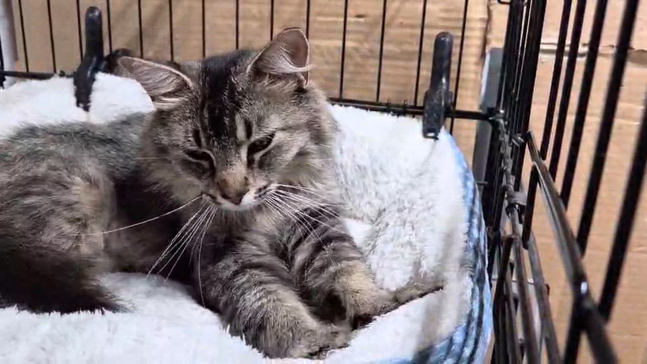 Enlarge Amber, an adopted Domestic Long Hair in Bellmawr, NJ video 5/5