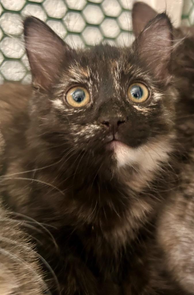 Torbatta, Adoptable, Kitten Female Domestic Short Hair.
