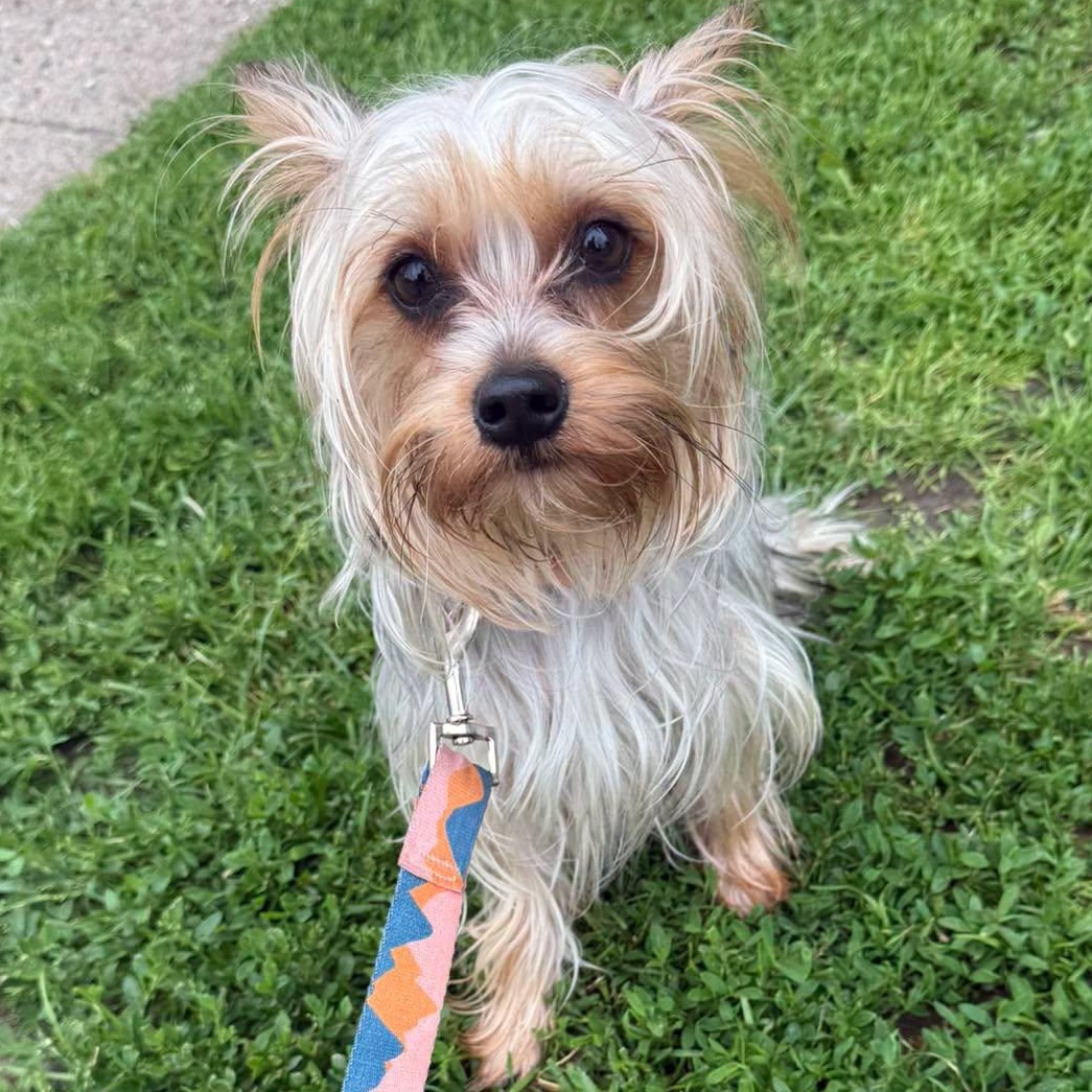 Millie, ADOPTABLE, Young Female Yorkshire Terrier.