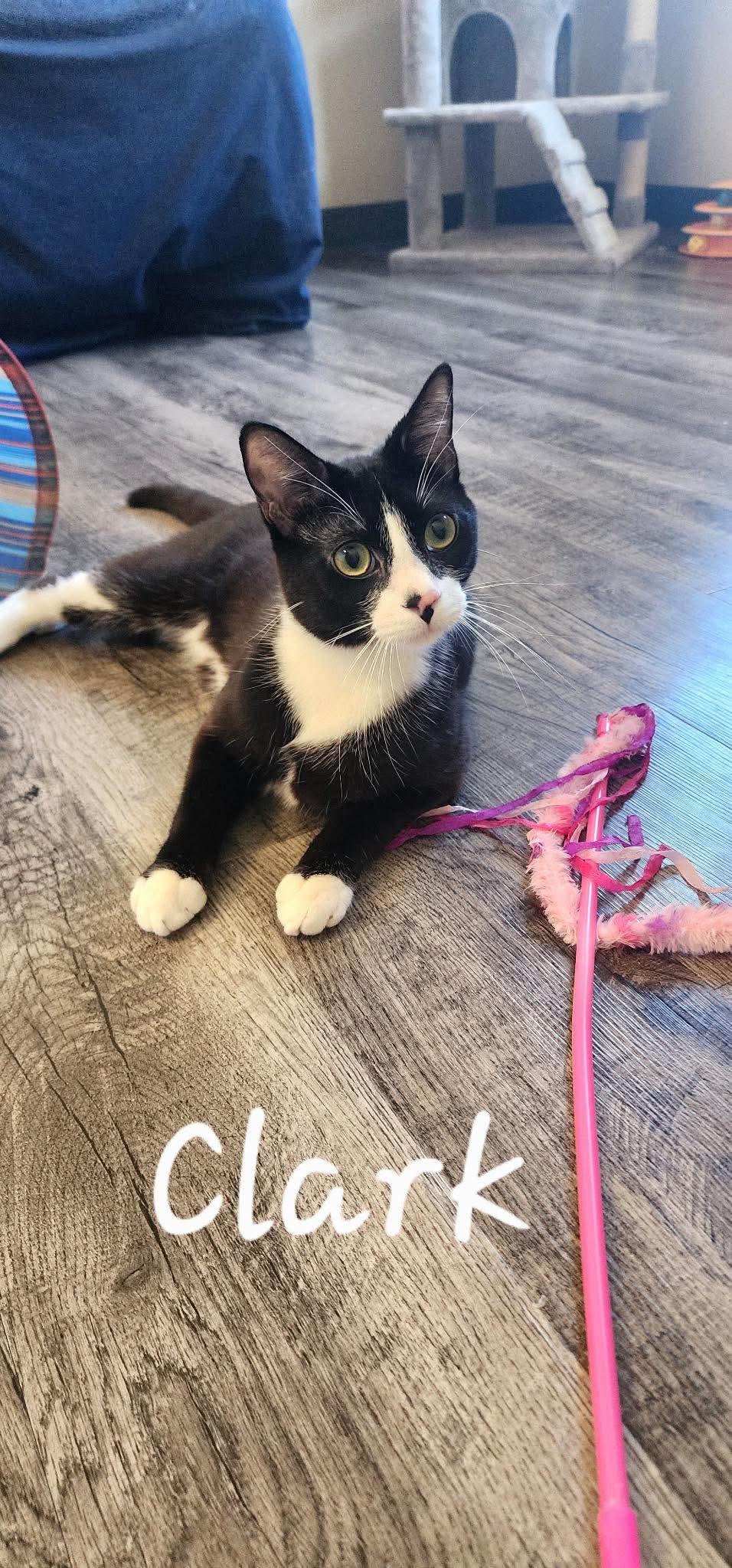Clark, Adoptable, Kitten Male Domestic Short Hair.