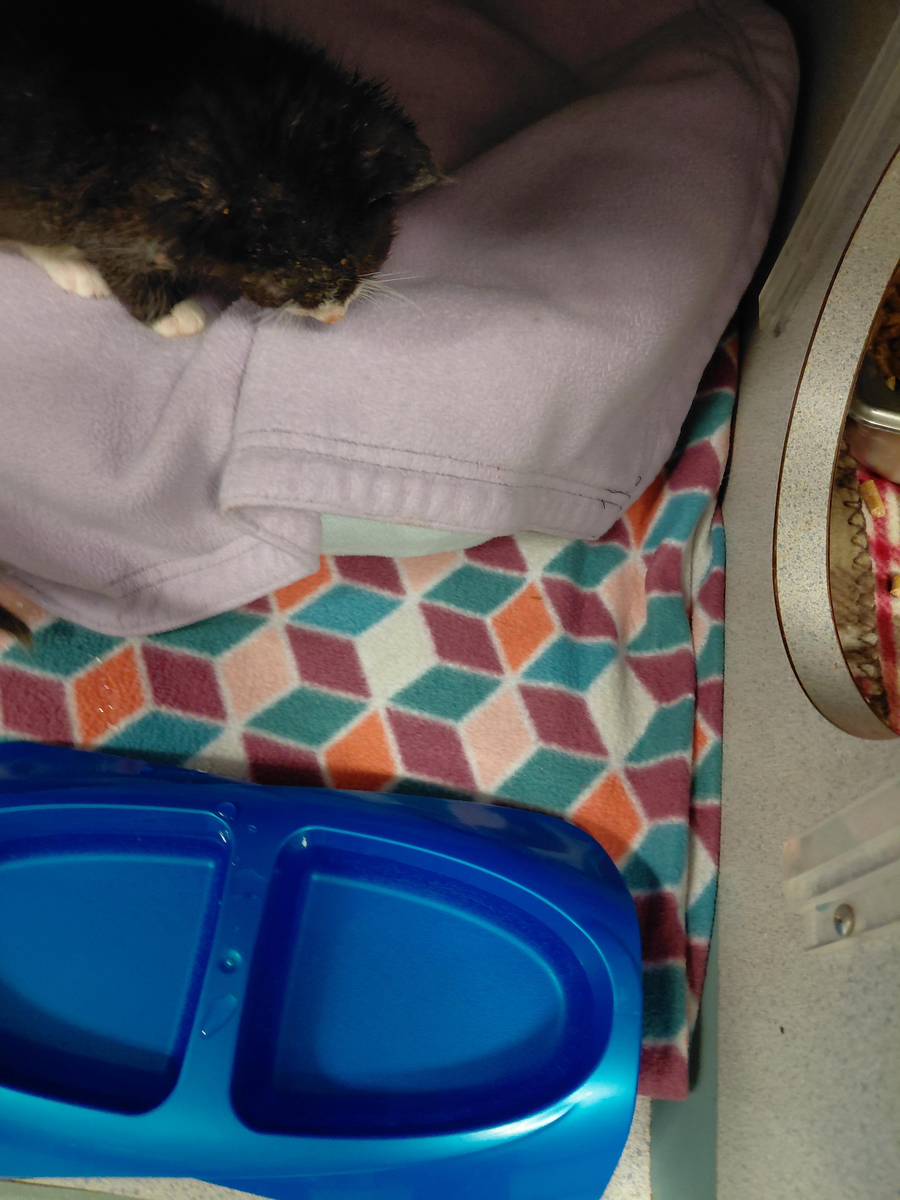 Kent, Adoptable, Kitten Male Domestic Short Hair.