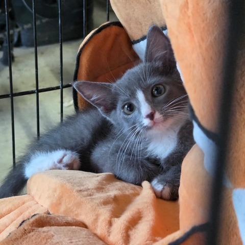 Enlarge Millie, a Adoptable Domestic Short Hair in Fayetteville, GA image 1/1