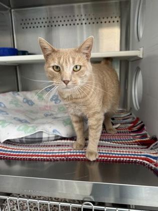 Cheeto, Adoptable, Adult Male Domestic Short Hair & Domestic Short Hair.