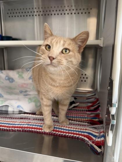 Enlarge Cheeto, a Adoptable mixed breed in Fergus Falls, MN image 2/3