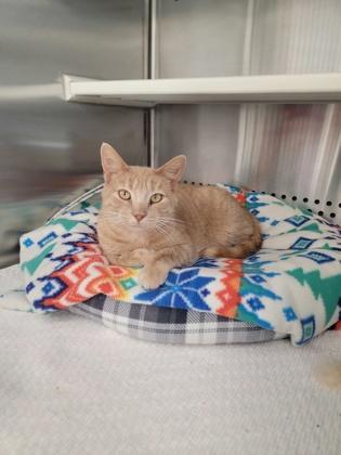 Cheeto, a Adoptable mixed breed in Fergus Falls, MN image 1/2
