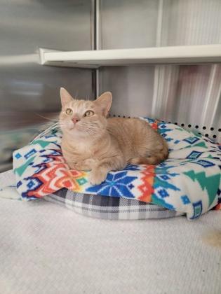 Cheeto, a Adoptable mixed breed in Fergus Falls, MN image 2/2
