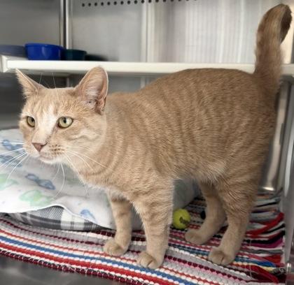 Enlarge Cheeto, a Adoptable mixed breed in Fergus Falls, MN image 3/3