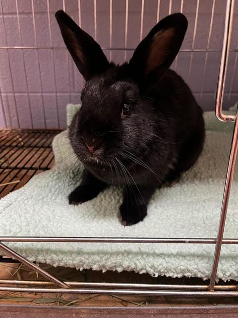 FIG, Adoptable, Young Female Bunny Rabbit.