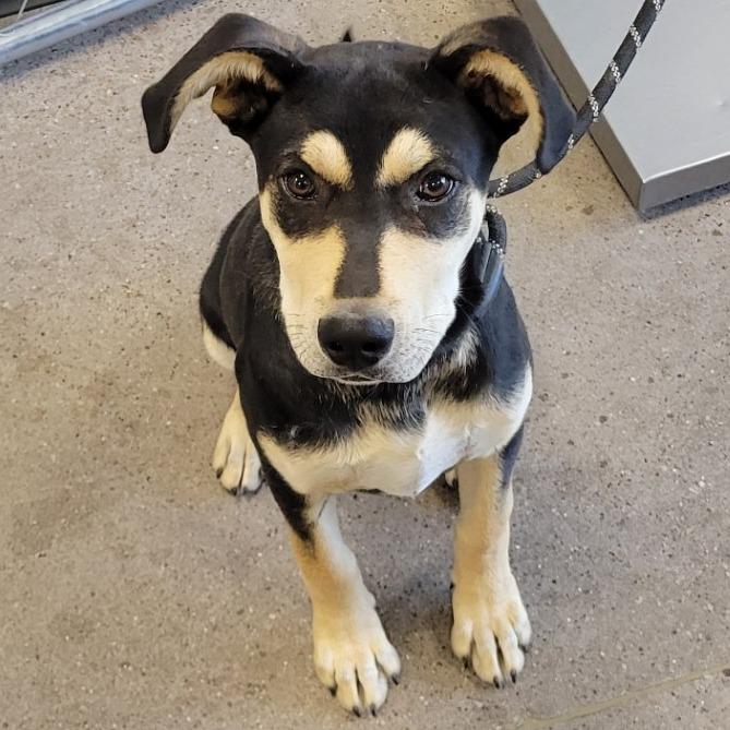 Skeeter, Adoptable, Young Male Mixed Breed.