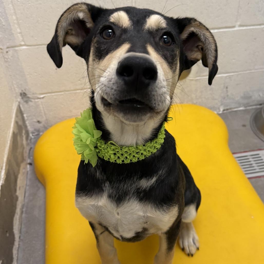 Enlarge Skeeter, a Adoptable Mixed Breed in Las Cruces, NM image 2/5