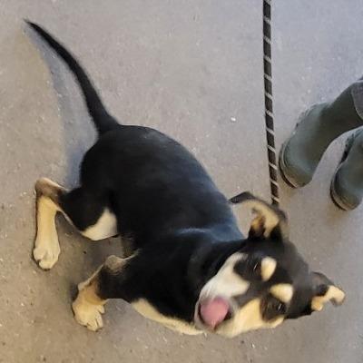 Enlarge Skeeter, a Adoptable Mixed Breed in Las Cruces, NM image 3/5