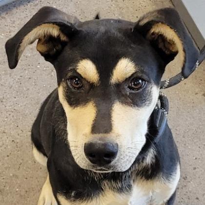 Enlarge Skeeter, a Adoptable Mixed Breed in Las Cruces, NM image 4/5