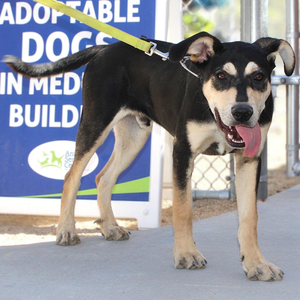 Enlarge Skeeter, a Adoptable Mixed Breed in Las Cruces, NM image 5/5