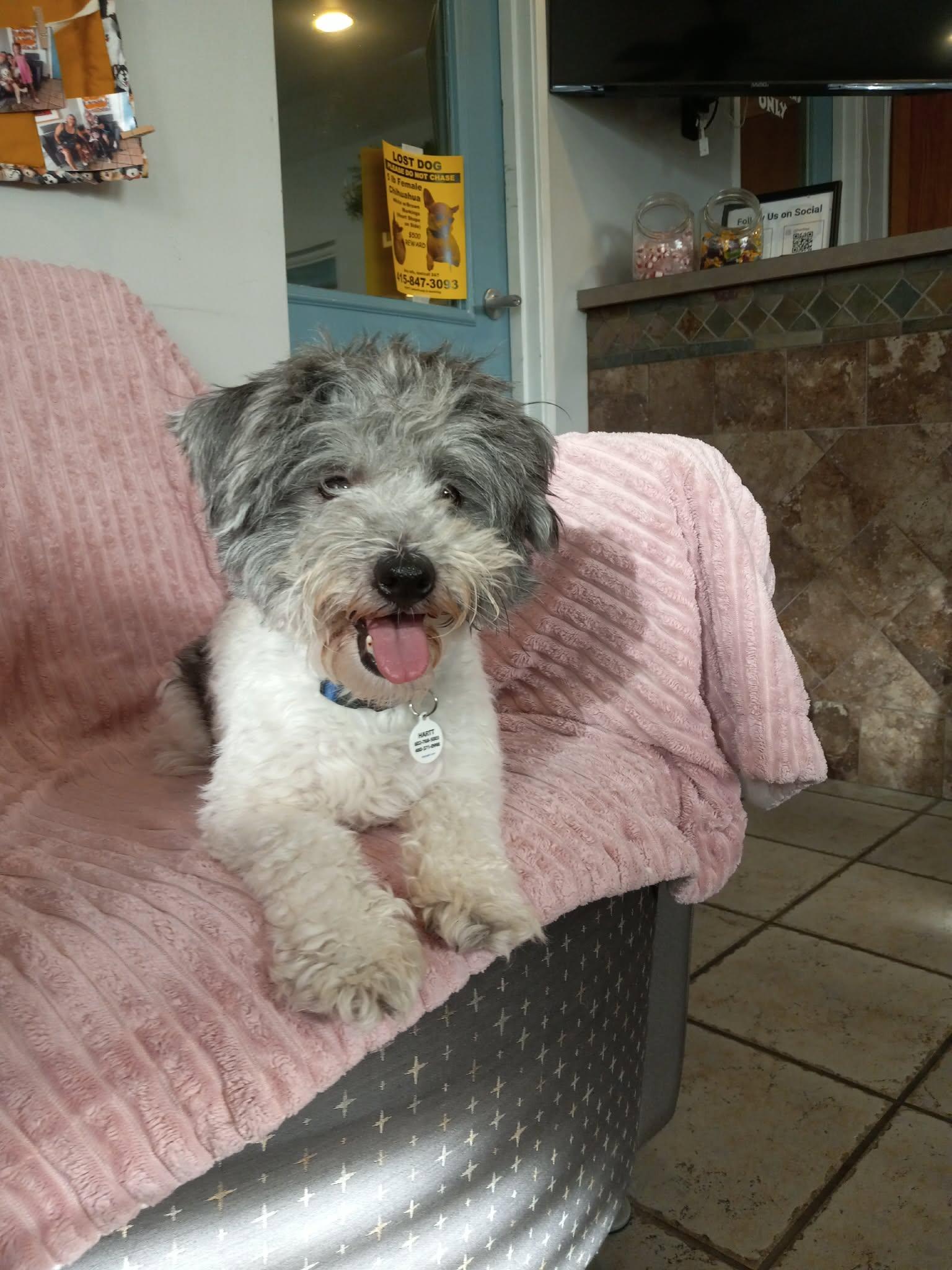 Starburst, adopted, Young Female Miniature Poodle.