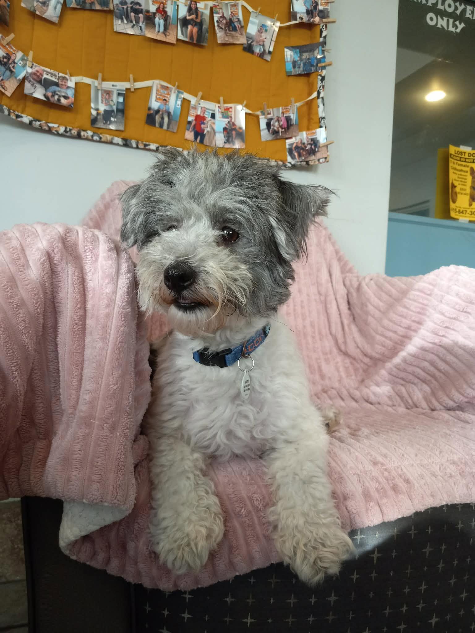 Enlarge Starburst, an adopted Miniature Poodle in Phoenix, AZ image 2/3