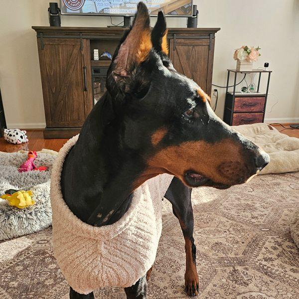 Enlarge Pepper, an adopted Doberman Pinscher in Silver Spring, MD image 3/5