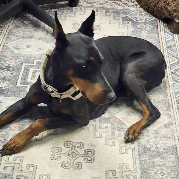 Enlarge Pepper, an adopted Doberman Pinscher in Silver Spring, MD image 2/5