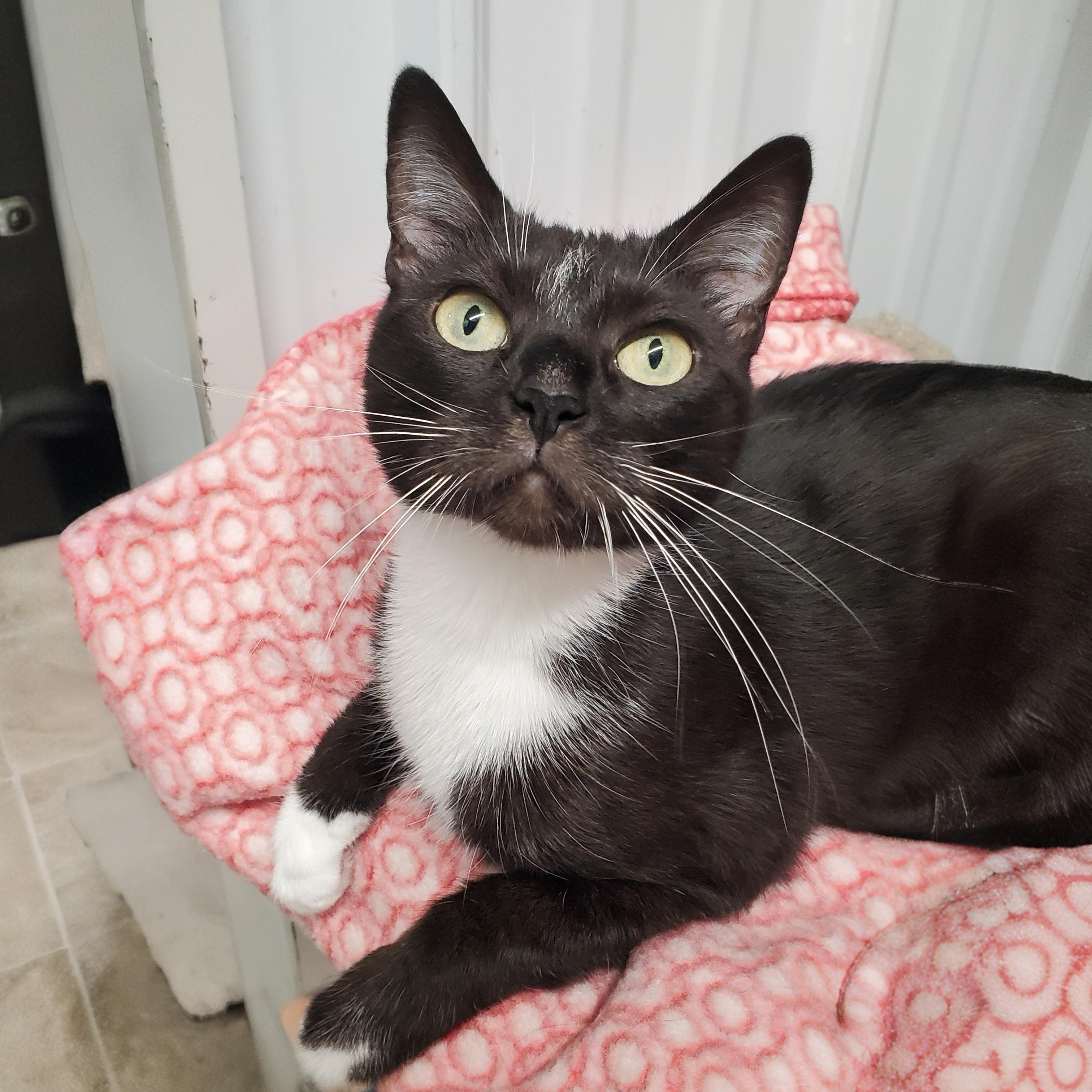 Mittens, adopted, Adult Female Domestic Short Hair.