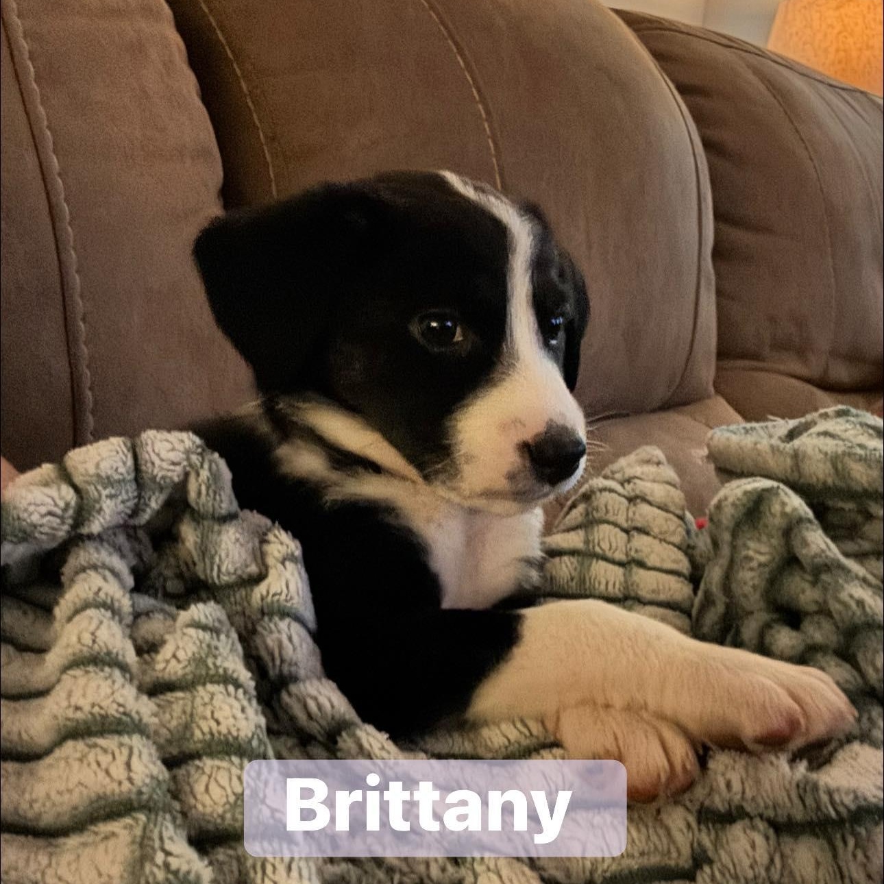Brittany, ADOPTABLE, Puppy Female Husky & Border Collie.