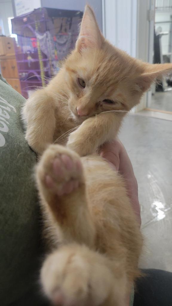 Sriracha, Adoptable, Young Male Domestic Short Hair.