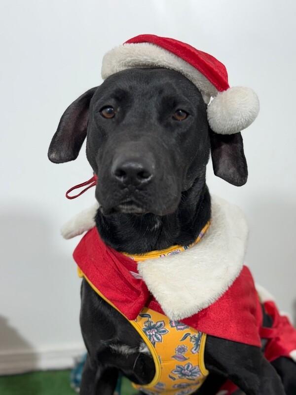 Enlarge Prince, a Adoptable mixed breed in Sacramento, CA image 1/1