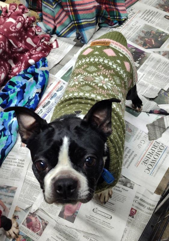 Pansy, Adoptable, Adult Female Boston Terrier.