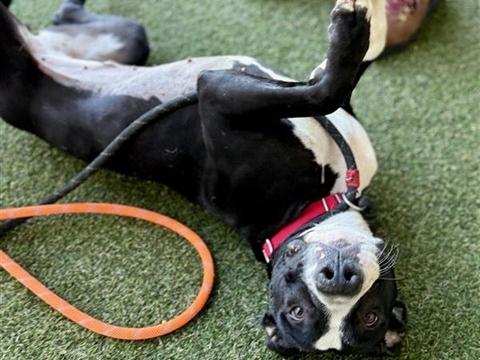 SUKI, Adoptable, Young Female Labrador Retriever & Mixed Breed.