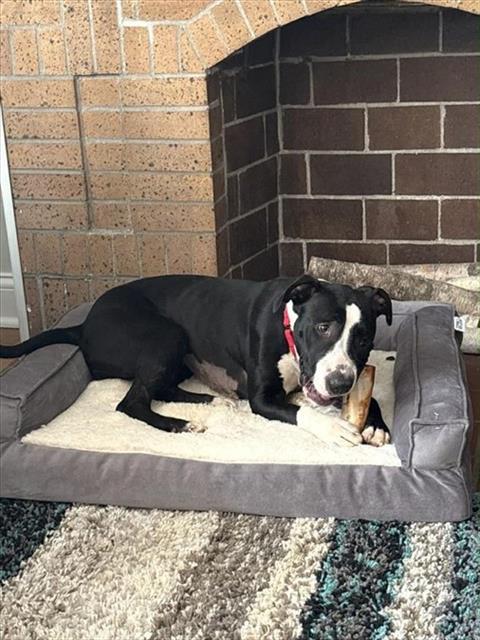 SOURDOUGH, Adoptable, Young Female Labrador Retriever & Mixed Breed.