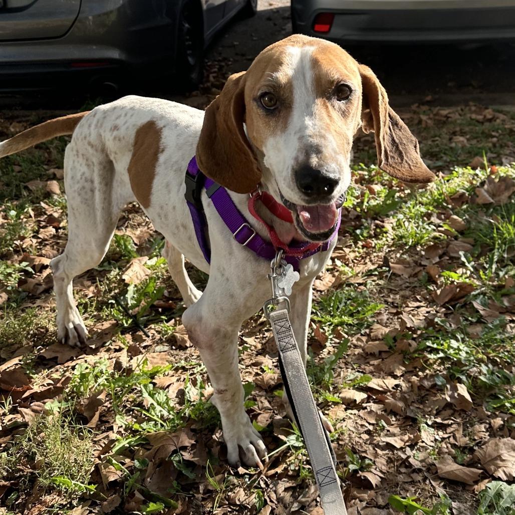 Enlarge Hank, a Adoptable mixed breed in Falls Church, VA image 1/6