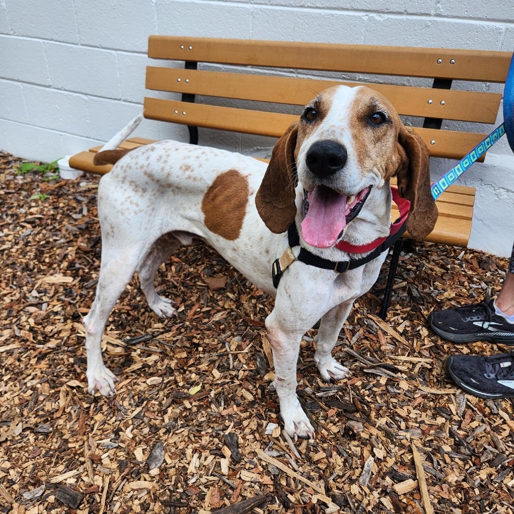 Enlarge Hank, a Adoptable mixed breed in Falls Church, VA image 2/6