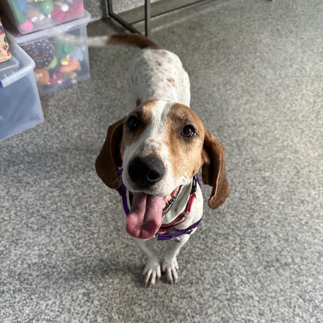 Enlarge Hank, a Adoptable mixed breed in Falls Church, VA image 3/6