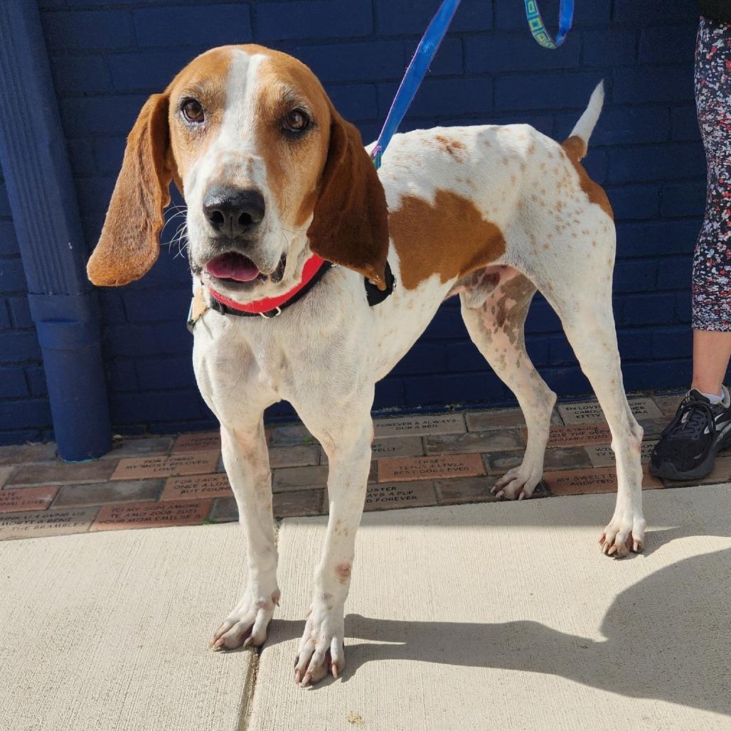 Enlarge Hank, a Adoptable mixed breed in Falls Church, VA image 4/6