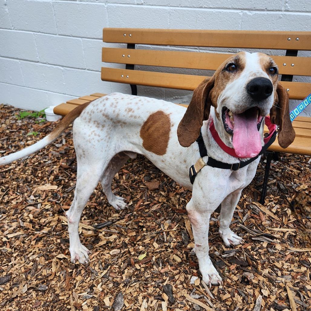 Enlarge Hank, a Adoptable mixed breed in Falls Church, VA image 5/6