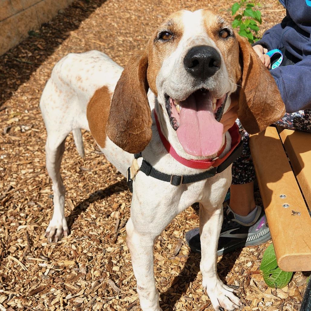 Enlarge Hank, a Adoptable mixed breed in Falls Church, VA image 6/6