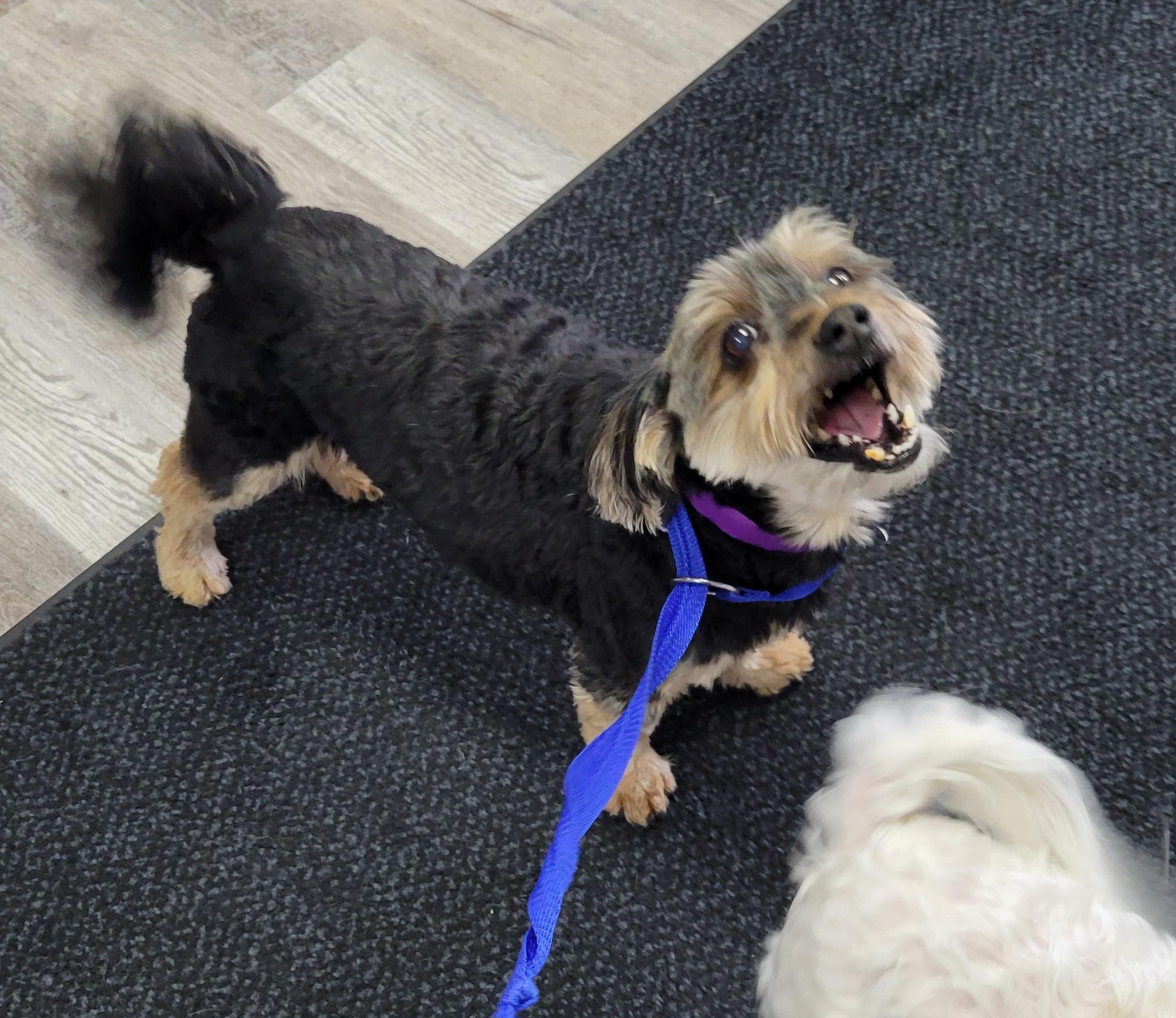 Baxter, an adoptable Maltipoo in Marysville, OH, 43040 | Photo Image 2