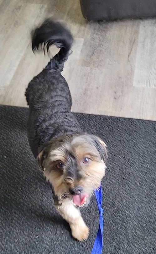Baxter, an adoptable Maltipoo in Marysville, OH, 43040 | Photo Image 1