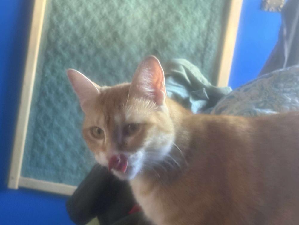 Sunny- Inside/Outside Barn/Garage Cat, a Adoptable Domestic Short Hair in Chisholm, MN image 2/3