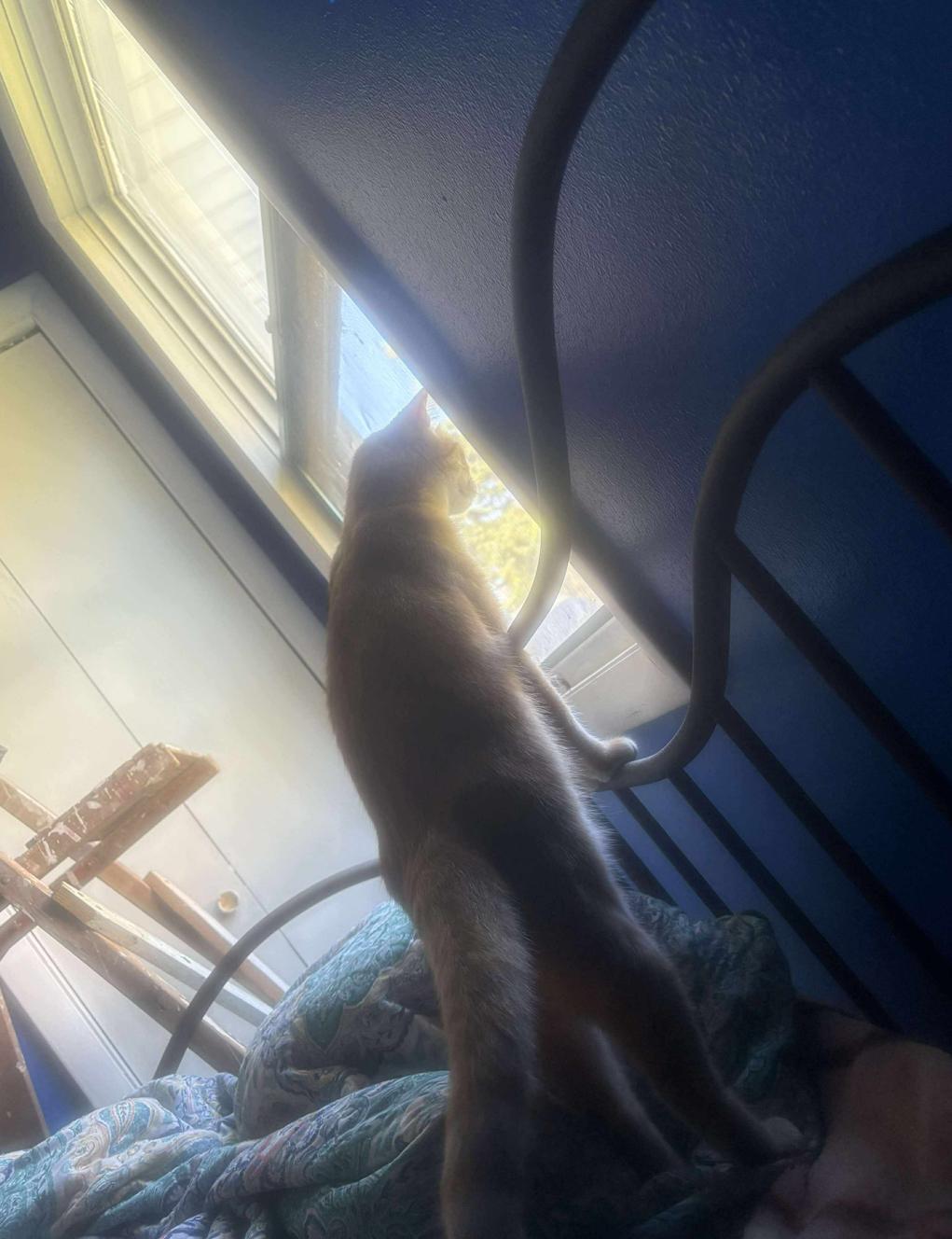 Sunny- Inside/Outside Barn/Garage Cat, a Adoptable Domestic Short Hair in Chisholm, MN image 3/3