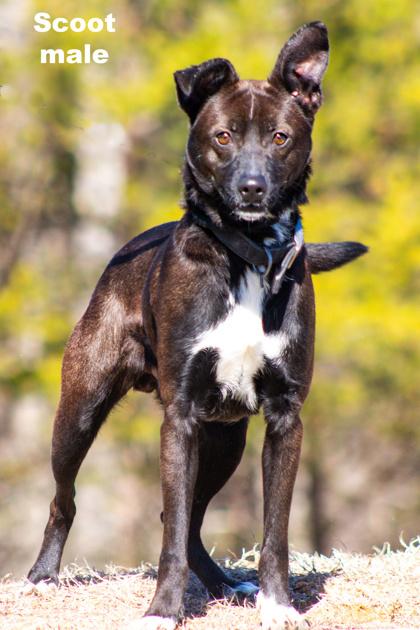 Enlarge Scoot, a Adoptable Mixed Breed in Clayton, GA image 1/3