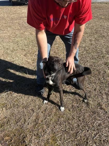 Scoot, Adoptable, Young Male Mixed Breed & Mixed Breed.