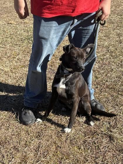 Enlarge Scoot, a Adoptable Mixed Breed in Clayton, GA image 2/3