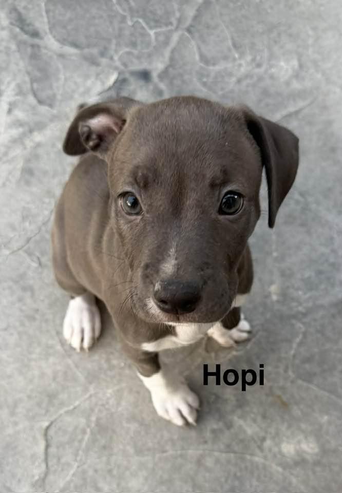 Hopi, Adopted, Puppy Female Pit Bull Terrier & American Staffordshire Terrier.