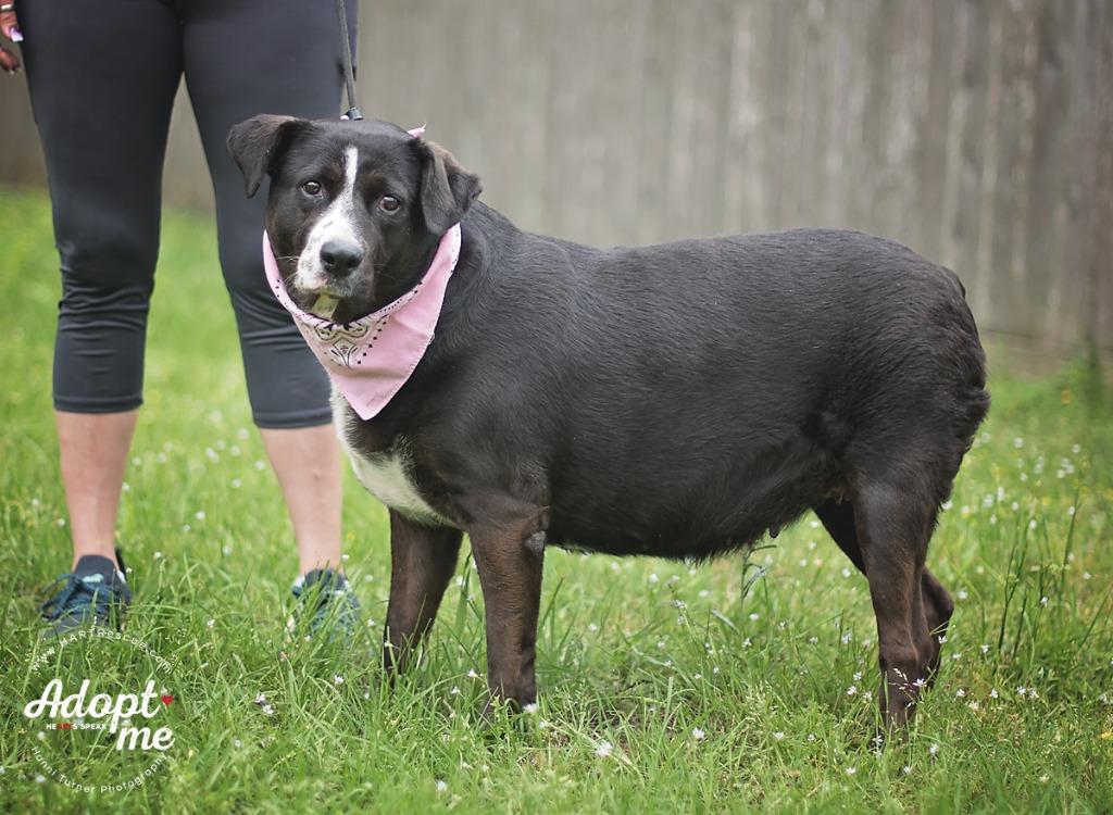 Betty, Adoptable, Adult Female American Staffordshire Terrier.